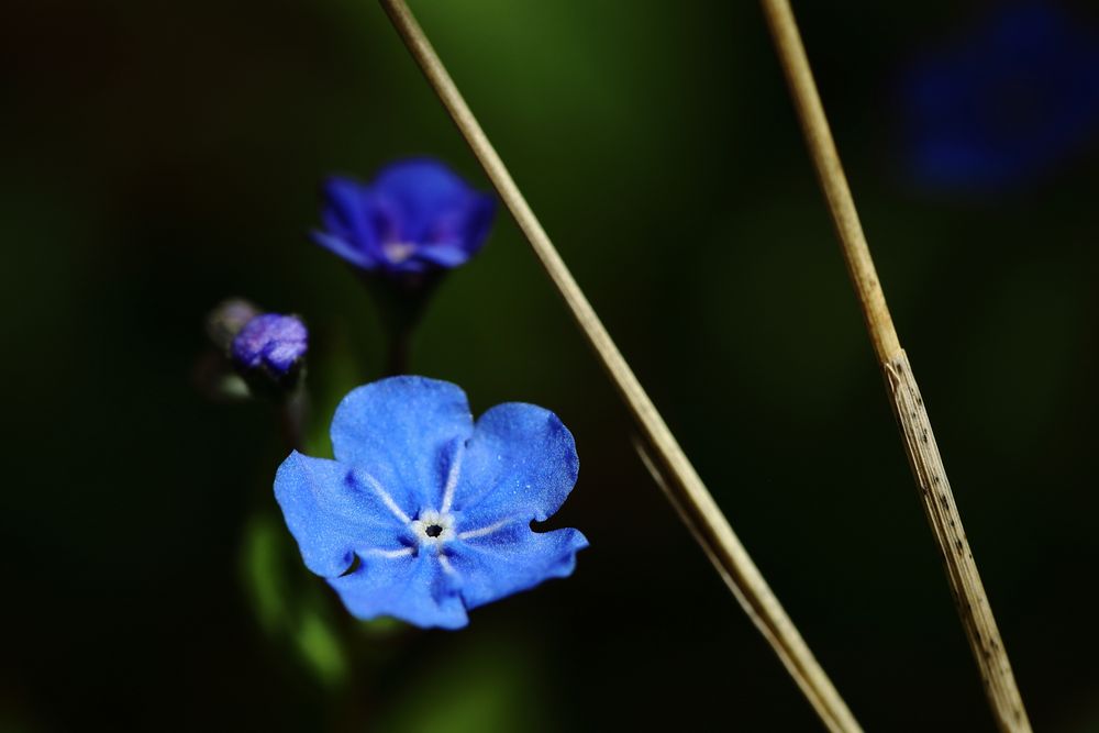 Gedenkemein (Omphalodes verna)