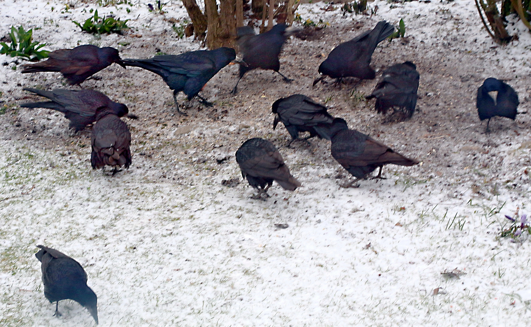 Gedenket der hungernden Vögel im Frühling