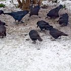 Gedenket der hungernden Vögel im Frühling