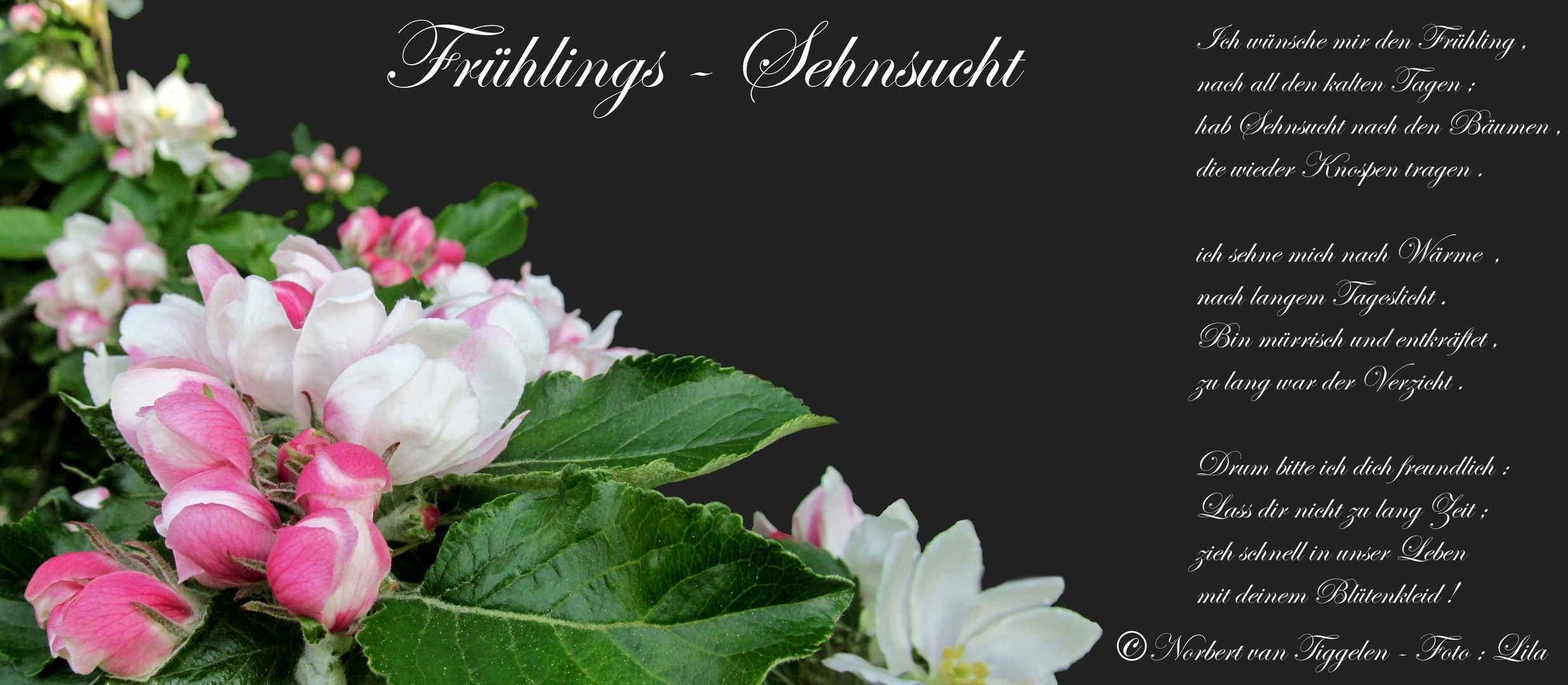 Frühling Blumen Gedicht - Über Blumen