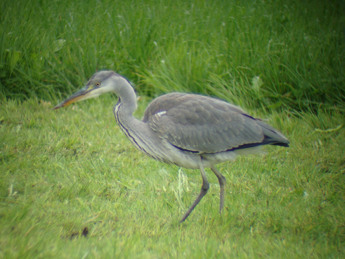 Gediciscopter Grey Heron:-)