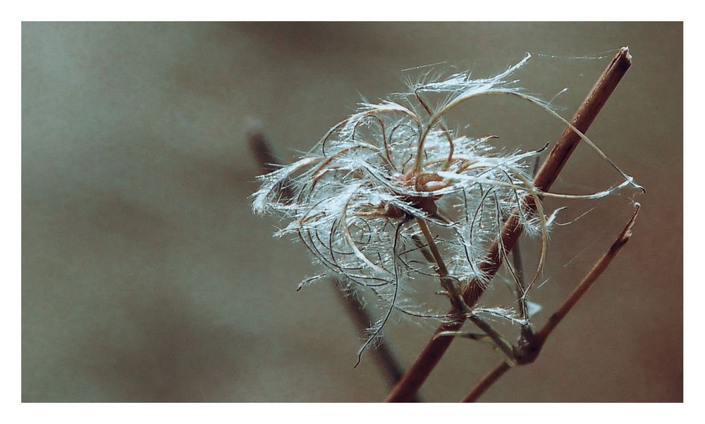 Gedöns Foto & Bild pflanzen, pilze & flechten, landschaft