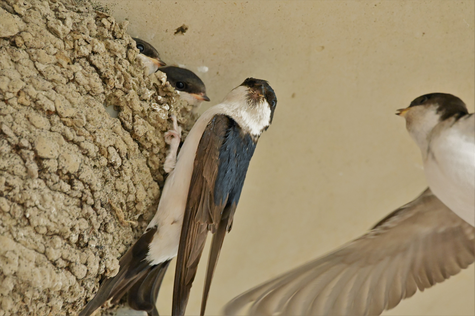 Gedränge am Nest