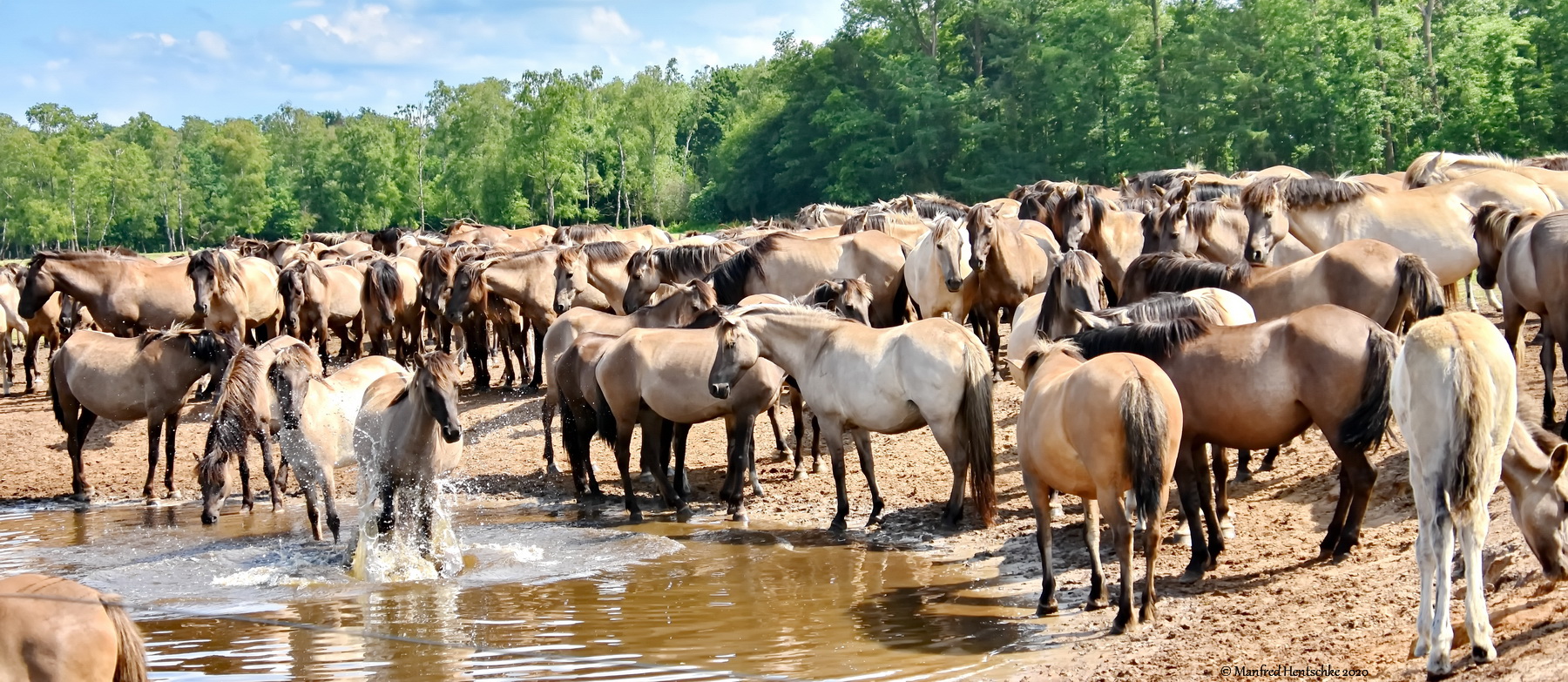 Gedränge am Wasserloch 