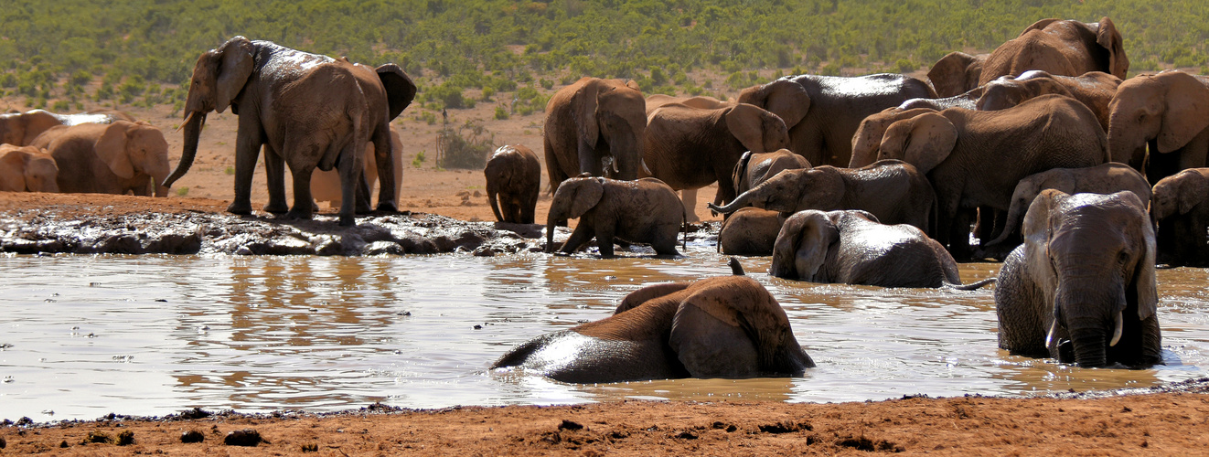 Gedränge am Wasserloch