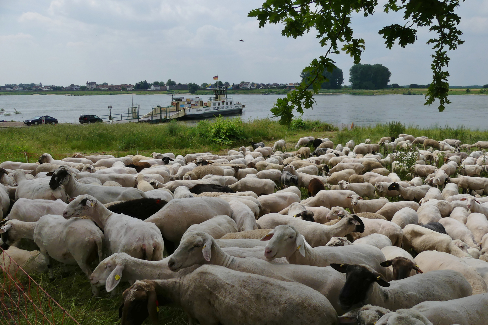 Gedränge an der Rheinfähre in Leverkusen-Hitdorf