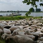 Gedränge an der Rheinfähre in Leverkusen-Hitdorf