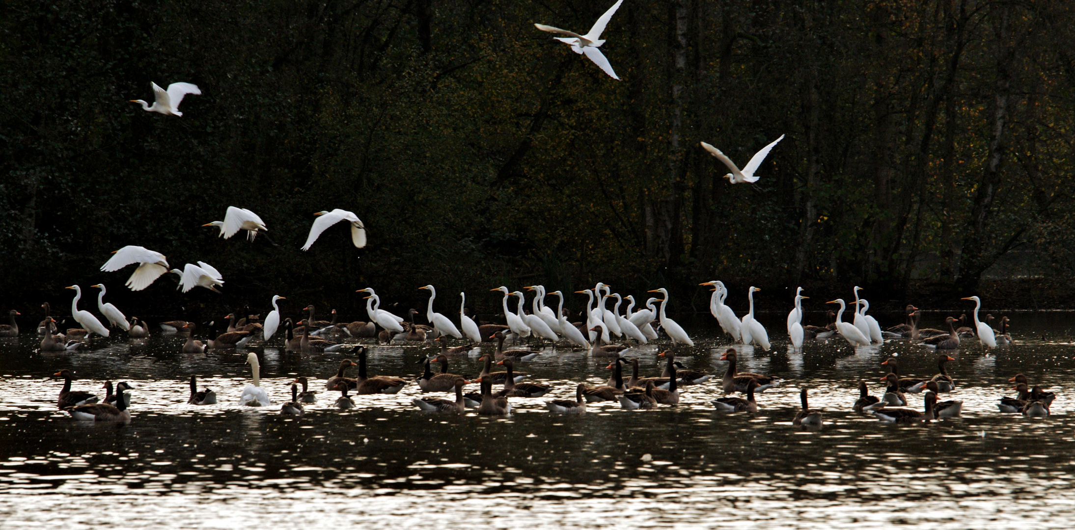 Gedränge im Fischteich.