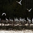 Gedränge im Fischteich.