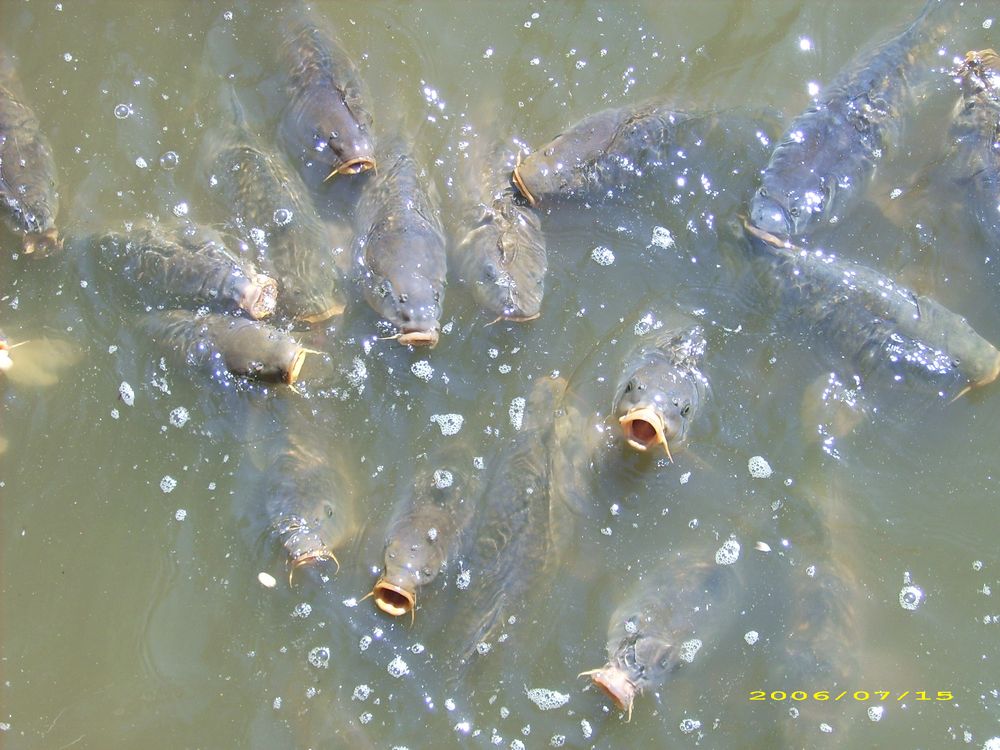 Gedränge im Karpfenteich Foto & Bild tiere, natur Bilder auf