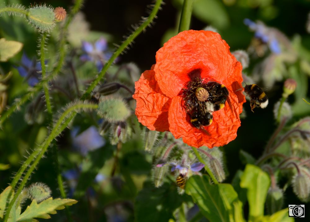 Gedrängel auf der Mohnblume