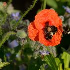 Gedrängel auf der Mohnblume