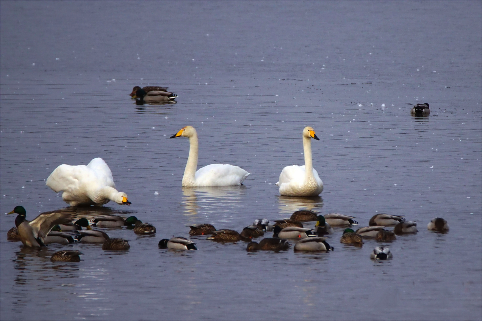 Gedrängel im Wasser - Singschwäne und Stockenten