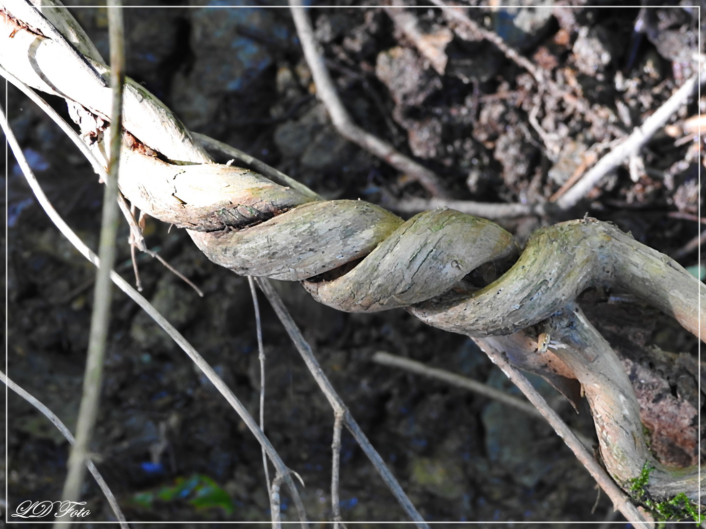 gedreht  Wald Geißblatt