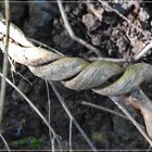 gedreht  Wald Geißblatt