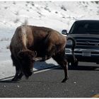 Geduld braucht der Yellowstone Besucher