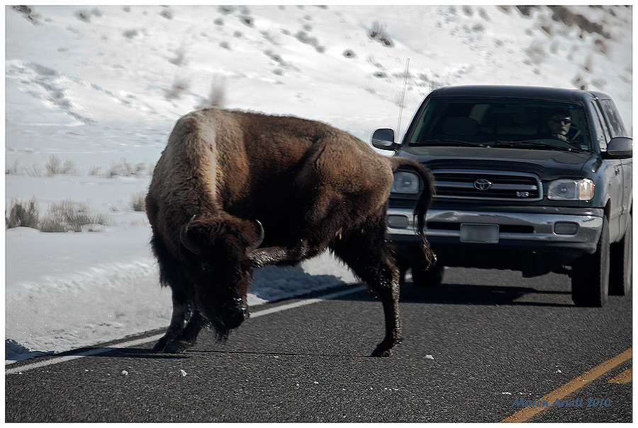 Geduld braucht der Yellowstone Besucher