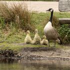 Geduld Kinder ... Pappa holt uns gleich ab  .....