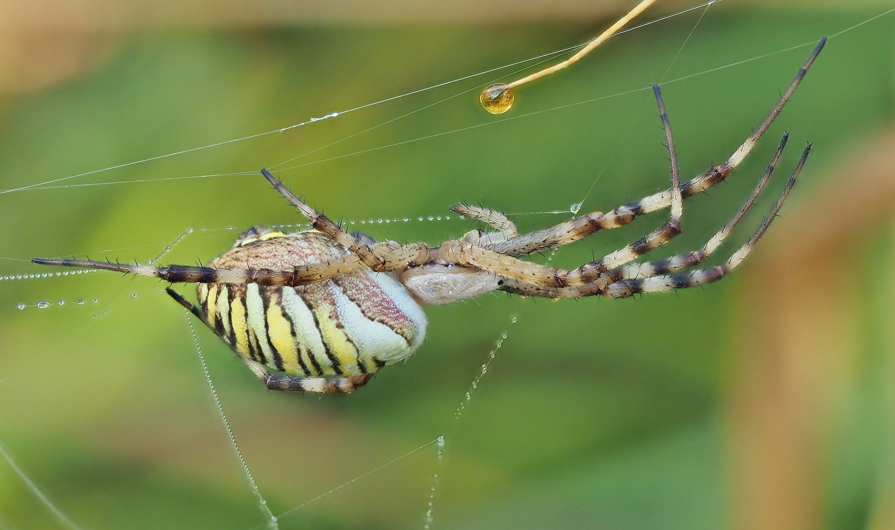 Geduldig Foto & Bild natur, tiere, wildlife Bilder auf
