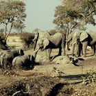 Geduldige Elefanten am Wasserloch