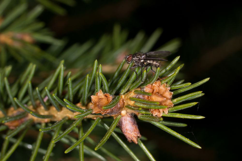 Geduldige Fliege auf einem Fichtenzweig