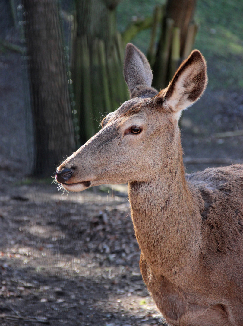 geduldige Hirsch-Dame