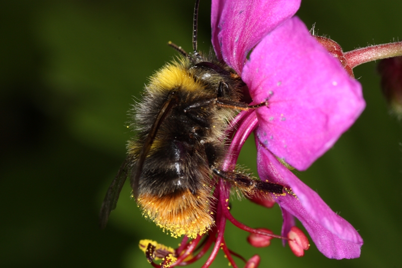 Geduldige Hummel