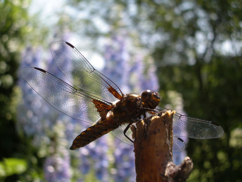 geduldige Libelle