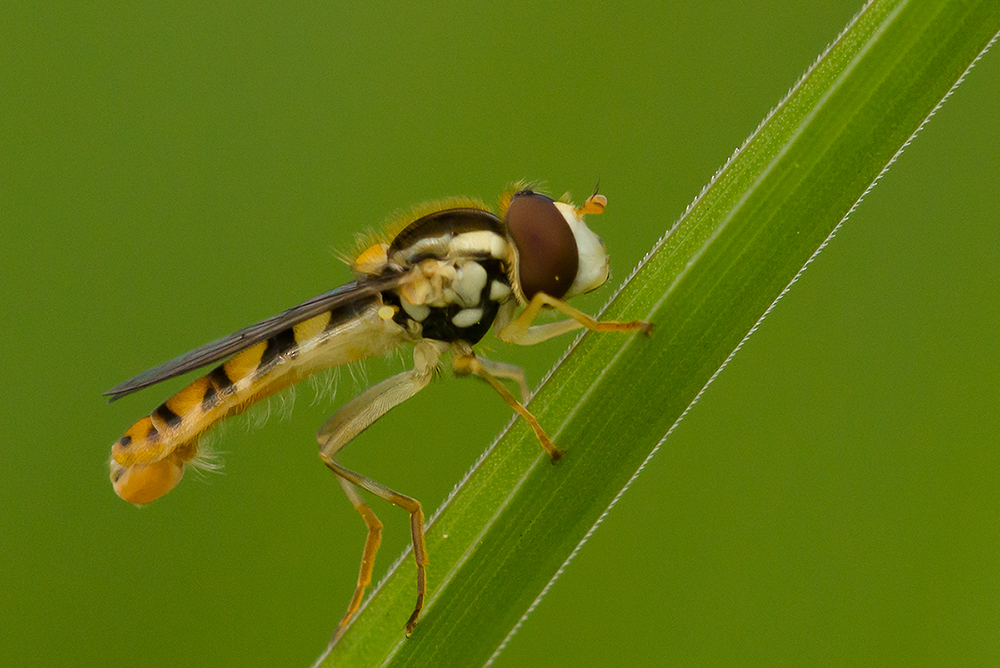 geduldige Schwebfliege