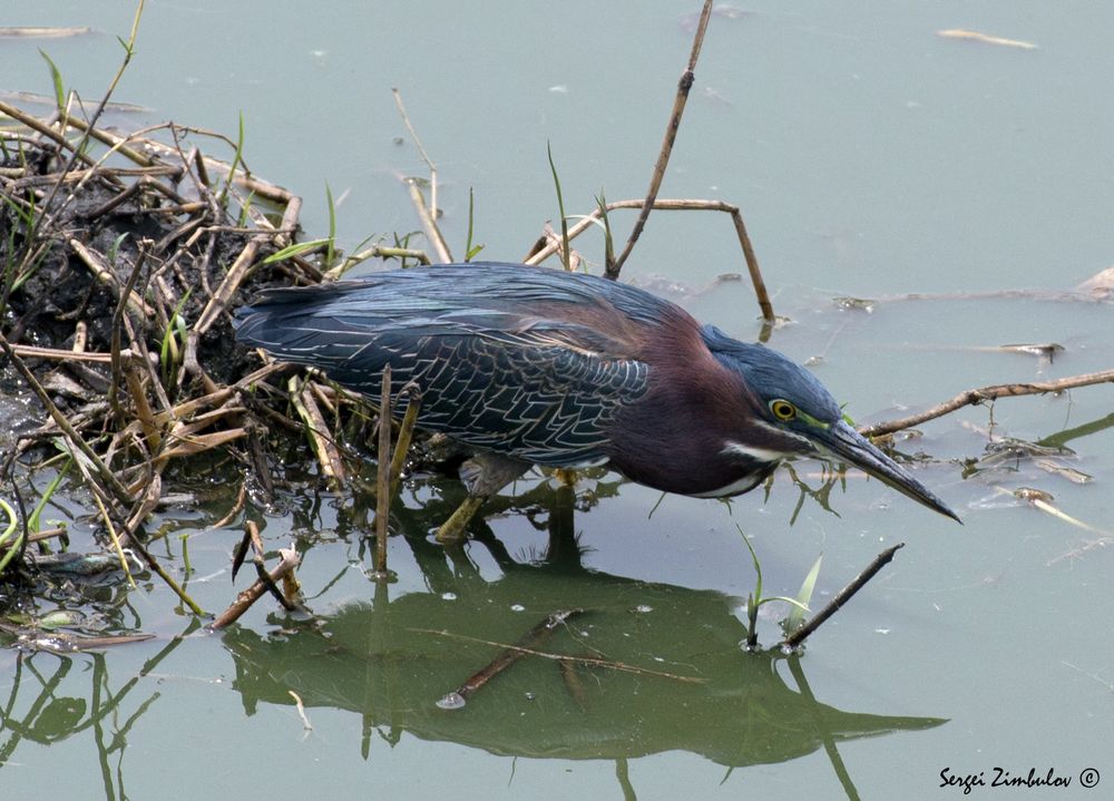 Geduldiger Angler