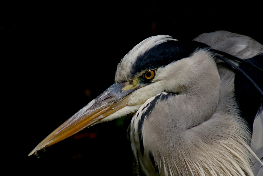 geduldiger Grau-Reiher