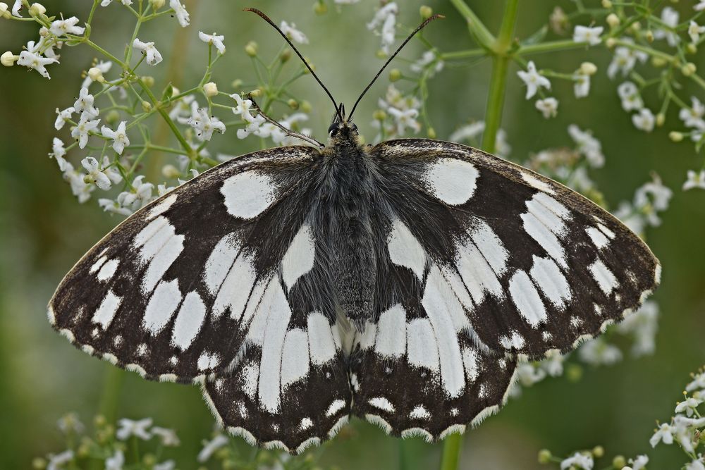 Geduldiger Schachbrettfalter