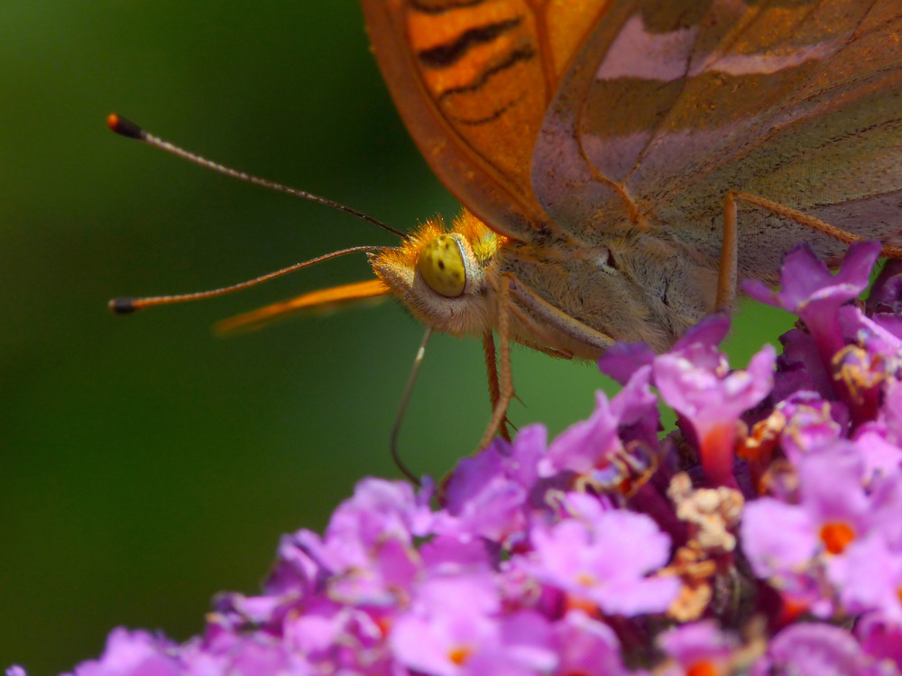 Geduldiger Schmetterling