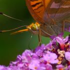 Geduldiger Schmetterling