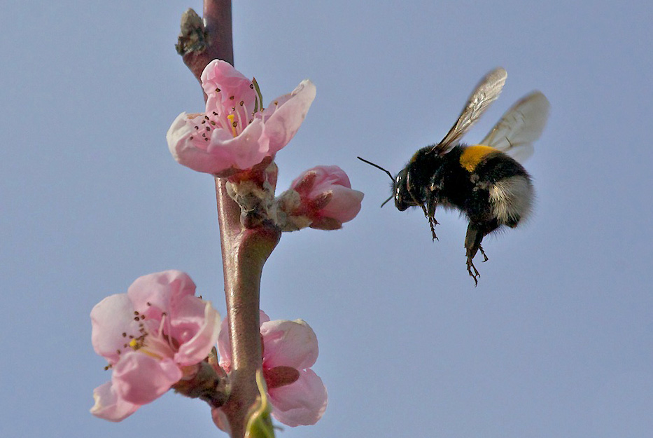 Geduldspiel - Anflug der Erdhummel