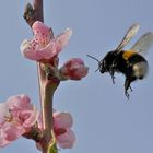 Geduldspiel - Anflug der Erdhummel