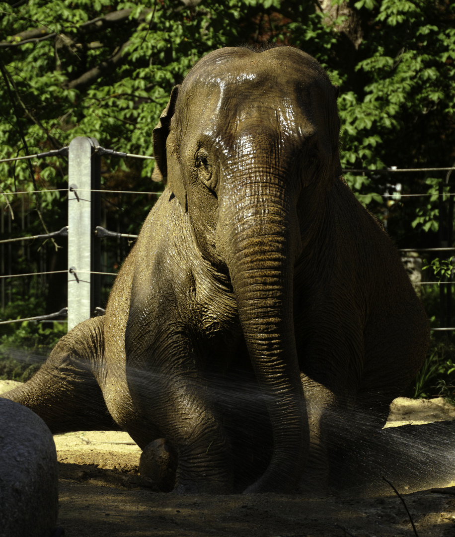 geduschter Elephant im Zoo Karlsruhe