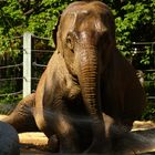 geduschter Elephant im Zoo Karlsruhe