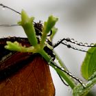 Geduschter Schmetterling