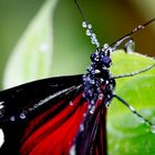 Geduschter Schmetterling