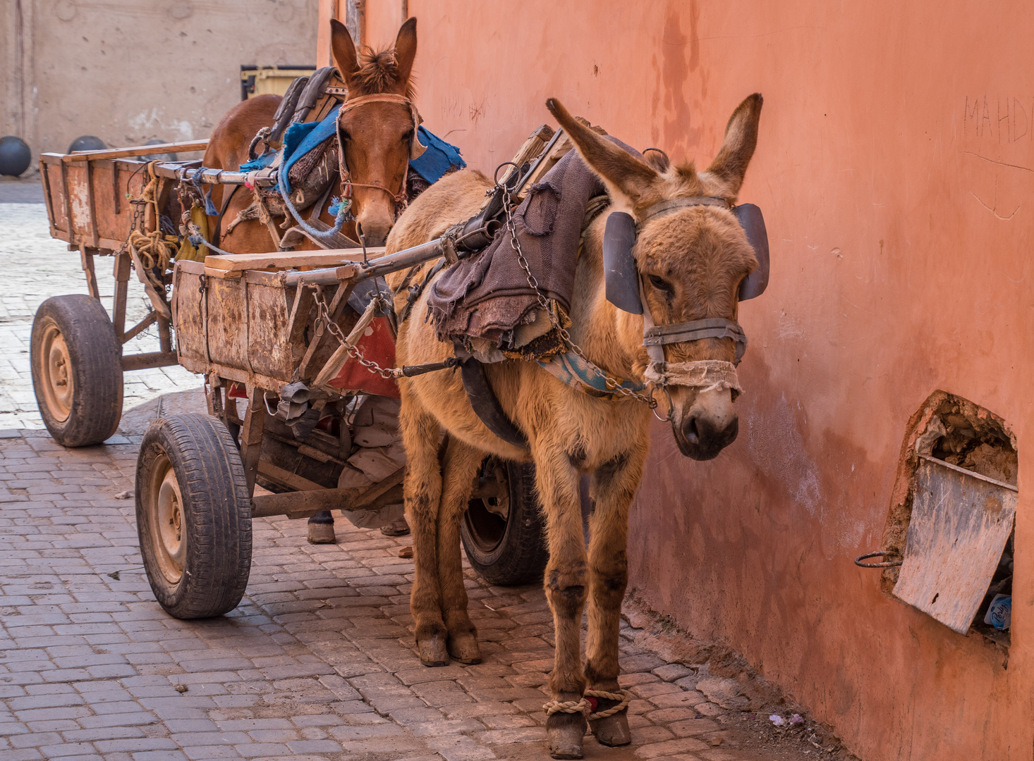 geeignet für die schmalen Gassen II - Marrakesch/Marokko