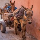 geeignet für die schmalen Gassen II - Marrakesch/Marokko