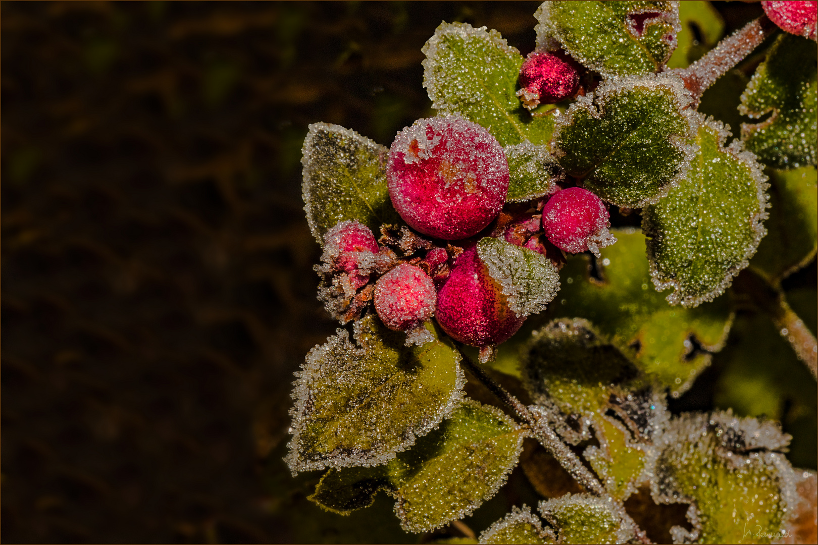 geeiste Beeren Foto &amp; Bild | winter, eis, natur Bilder auf fotocommunity