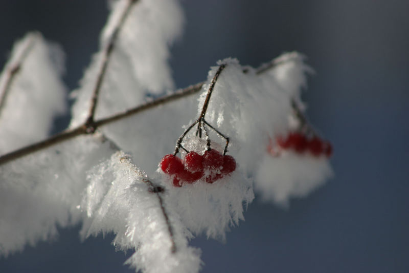 geeiste Beeren