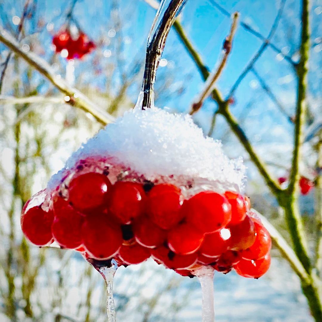 Geeiste Beeren