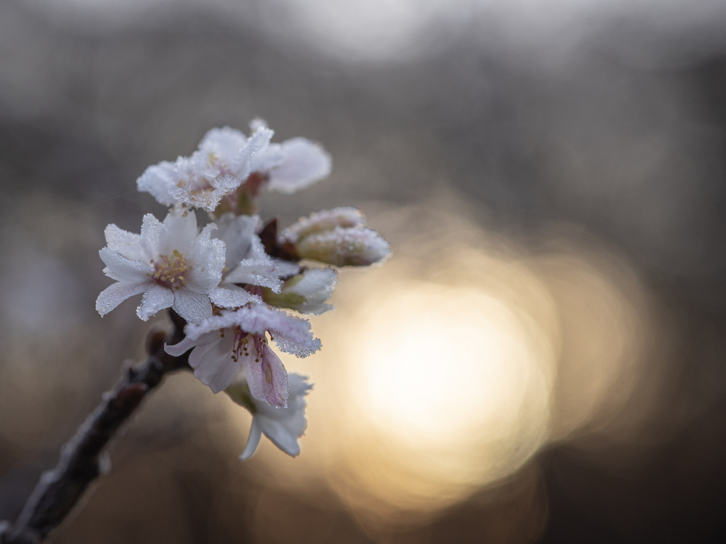 geeiste Blüten I