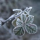 geeiste Brombeerblätter