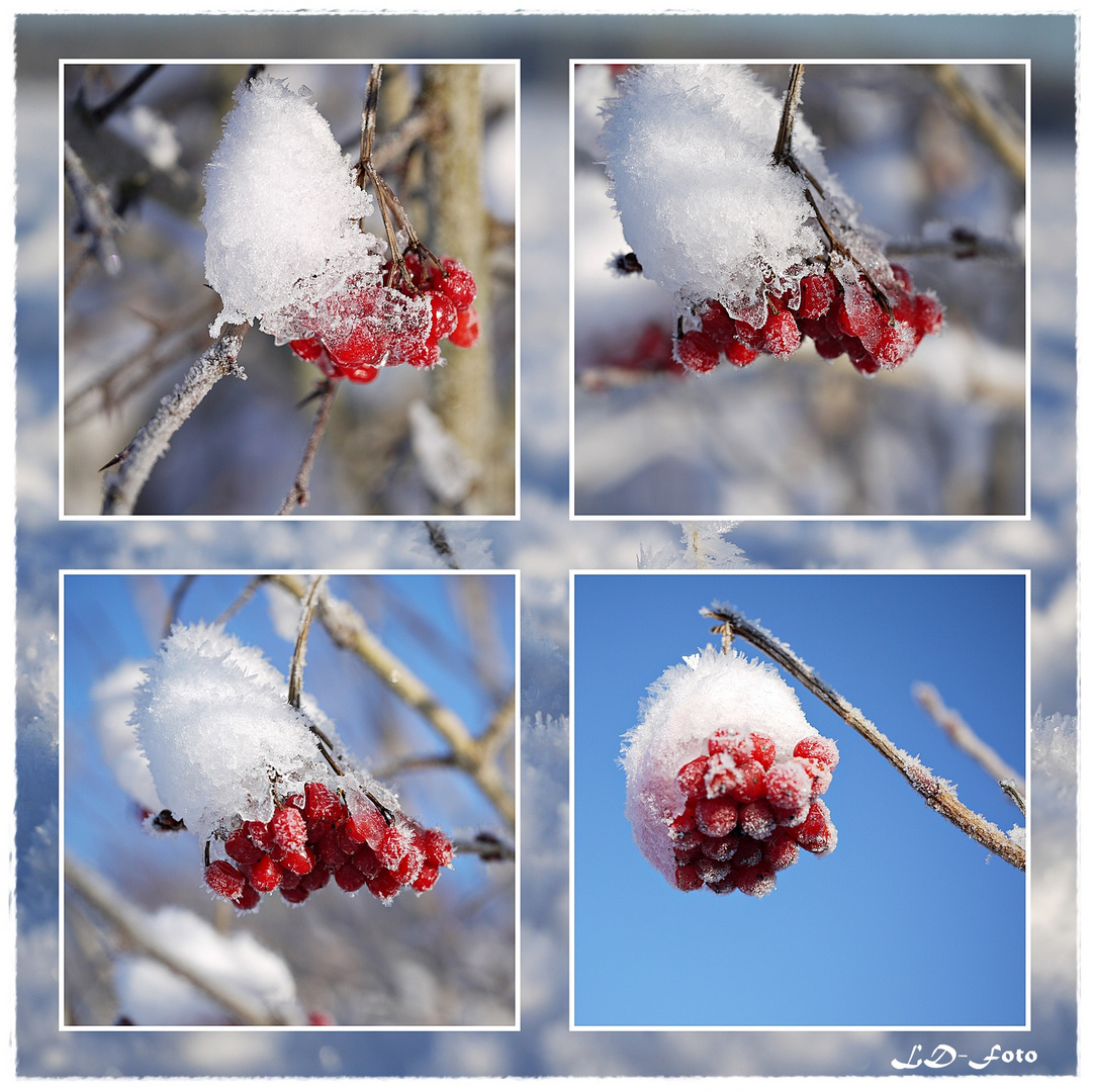 geeiste Früchte Foto &amp; Bild | pflanzen, pilze &amp; flechten, früchte und ...