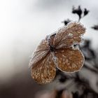 geeiste Hortensie II