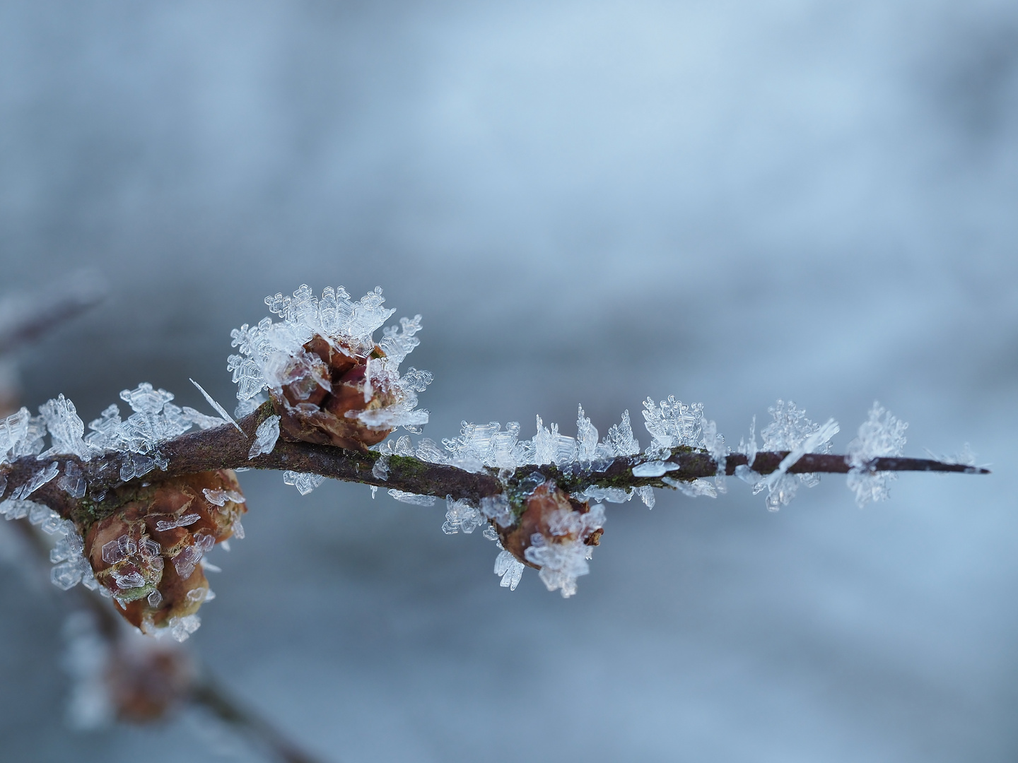 Geeiste Knospen......